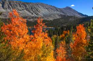 Aspens above Rock Creek Lake-4973.jpg Aspens above Rock Creek Lake-4973.jpg